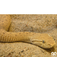 گونه کک مار Leaf- nosed Viper